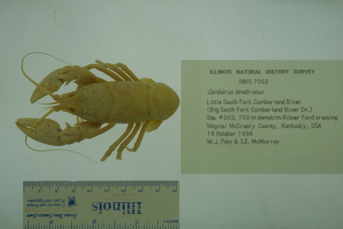 Cambarus tenebrosus image